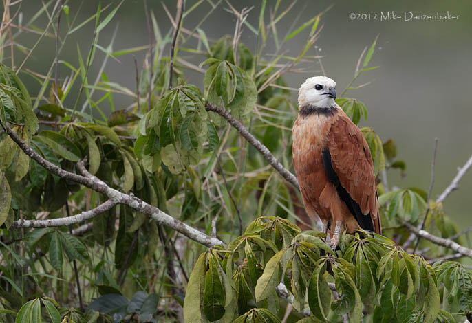 Black-collared Hawk (Busarellus nigricollis) photo