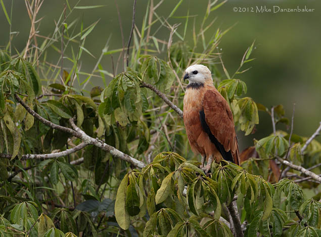 Black-collared Hawk (Busarellus nigricollis) photo