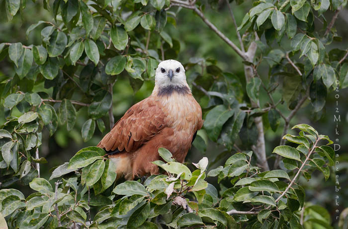 Black-collared Hawk (Busarellus nigricollis) photo