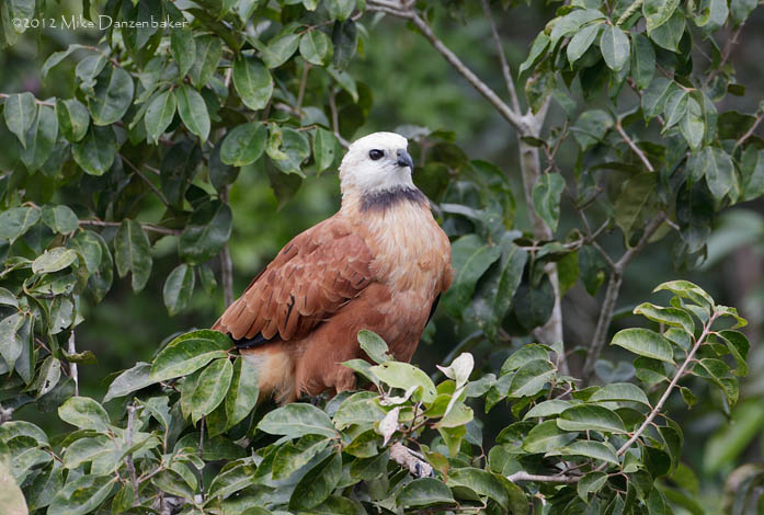 Black-collared Hawk (Busarellus nigricollis) photo