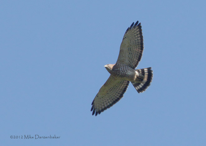 Broad-winged Hawk (Buteo platypterus) photo