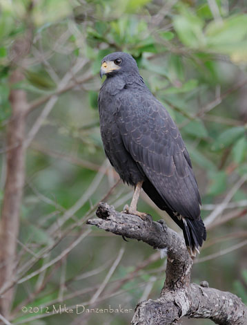 Common Black Hawk (Buteogallus anthracinus) photo