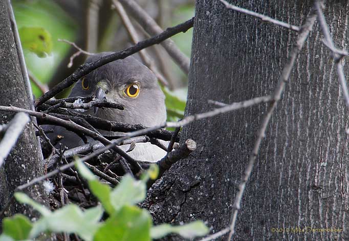 Chilean Hawk (Accipiter chilensis) photo