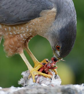 Cooper's Hawk (Accipiter cooperii) photo