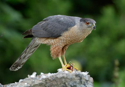 Cooper's Hawk (Accipiter cooperii) photo