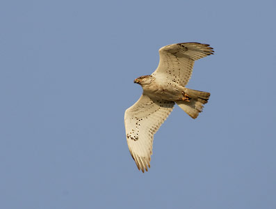 Ferruginous Hawk (Buteo regalis) photo