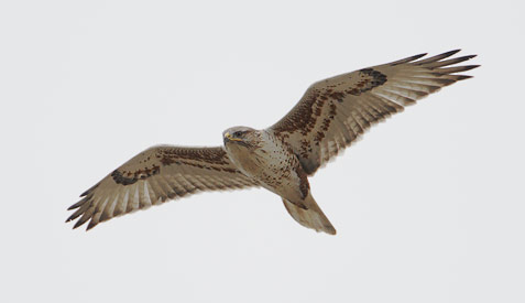 Ferruginous Hawk (Buteo regalis) photo