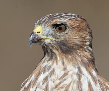 Red-shouldered Hawk (Buteo lineatus) photo