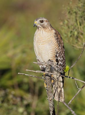 Red-shouldered Hawk (Buteo lineatus) photo