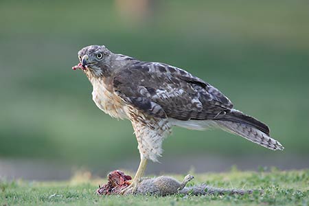 Red-tailed Hawk (Buteo jamaicensis) photo