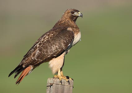 Red-tailed Hawk (Buteo jamaicensis) photo