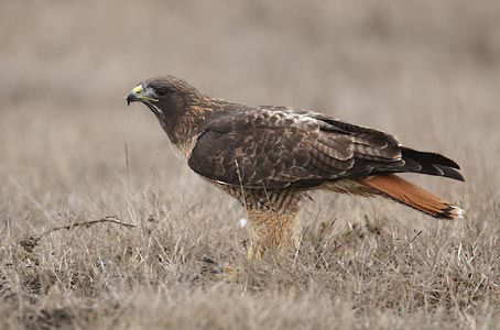 Red-tailed Hawk (Buteo jamaicensis) photo