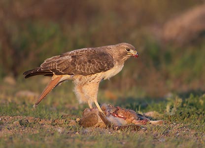 Red-tailed Hawk (Buteo jamaicensis) photo