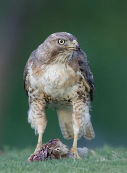 Red-tailed Hawk (Buteo jamaicensis) photo