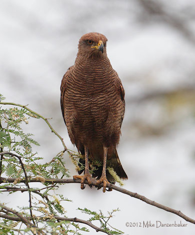 Savanna Hawk (Buteogallus meridionalis) photo
