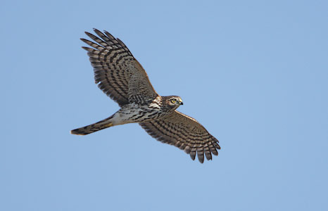 Sharp-shinned Hawk (Accipiter striatus) photo
