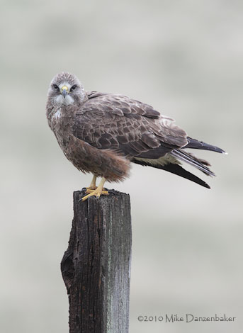 Swainson's Hawk (Buteo swainsoni) photo