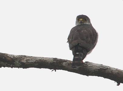 Tiny Hawk (Accipiter superciliosus) photo