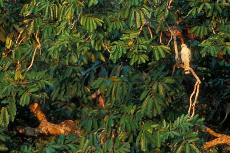 White Hawk (Leucopternis albicollis) photo