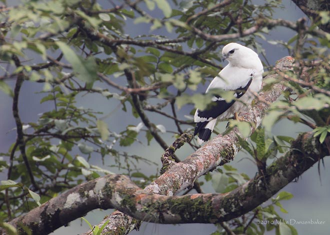White Hawk (Leucopternis albicollis) photo