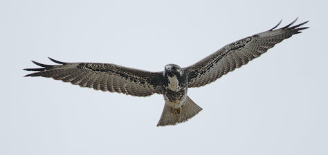 White-tailed Hawk (Buteo albicaudatus) photo