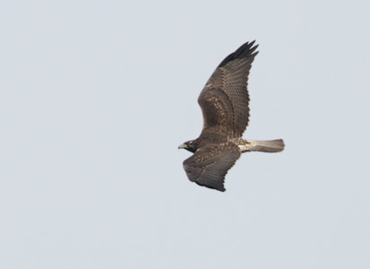 White-tailed Hawk (Buteo albicaudatus) photo