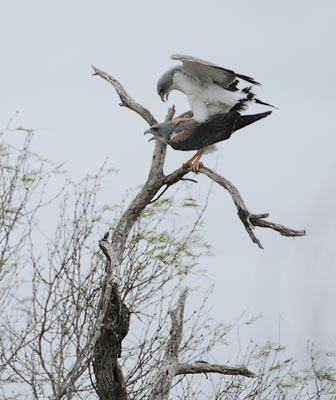 White-tailed Hawk (Buteo albicaudatus) photo