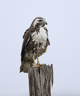 White-tailed Hawk (Buteo albicaudatus) photo