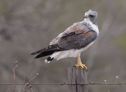 White-tailed Hawk (Buteo albicaudatus) photo