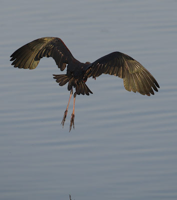 Glossy Ibis (Plegadis falcinellus) photo
