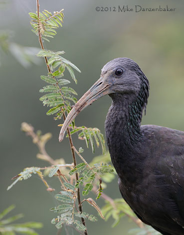 Green Ibis (Mesembrinibis cayennensis) photo