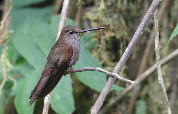Bronzy Inca (Coeligena coeligena) photo
