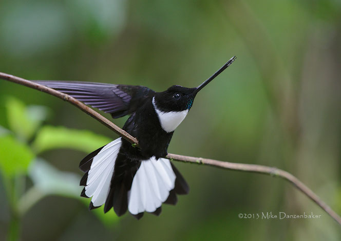 Collared Inca (Coeligena torquata) photo