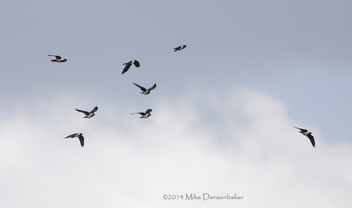 Daurian Jackdaw (Coloeus dauuricus) photo