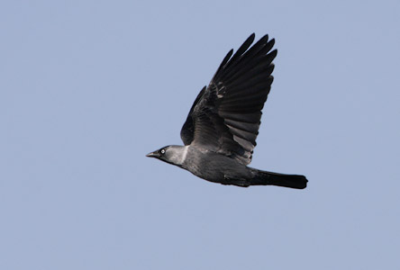 Eurasian Jackdaw (Corvus monedula) photo