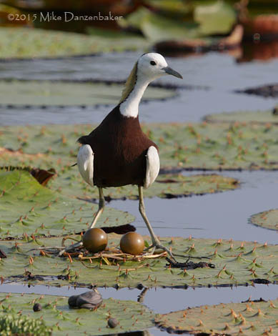 Pheasant-tailed Jacana (Hydrophasianus chirurgus) photo
