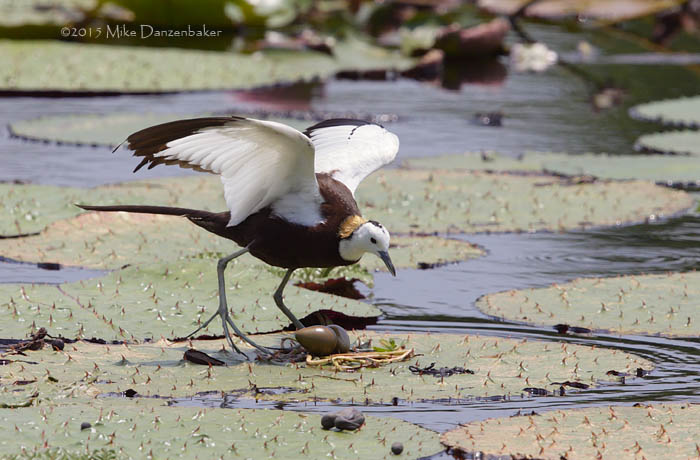 Pheasant-tailed Jacana (Hydrophasianus chirurgus) photo