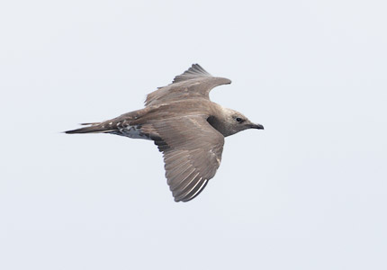 Long-tailed Jaeger (Stercorarius longicaudus) photo