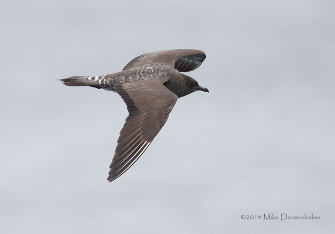 Long-tailed Jaeger (Stercorarius longicaudus) photo