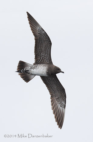 Long-tailed Jaeger (Stercorarius longicaudus) photo