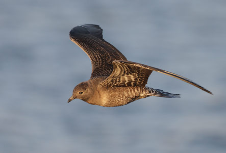 Long-tailed Jaeger (Stercorarius longicaudus) photo