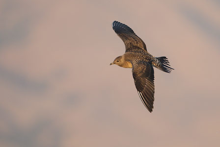 Long-tailed Jaeger (Stercorarius longicaudus) photo