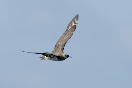 Parasitic Jaeger (Stercorarius parasiticus) photo
