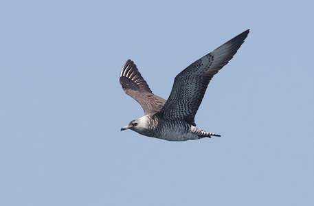 Parasitic Jaeger (Stercorarius parasiticus) photo