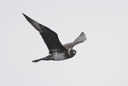 Pomarine Jaeger (Stercorarius pomarinus) photo