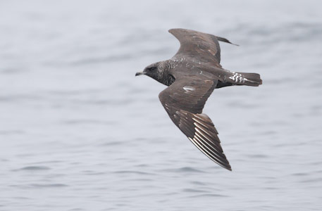 Pomarine Jaeger (Stercorarius pomarinus) photo