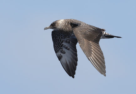 Pomarine Jaeger (Stercorarius pomarinus) photo