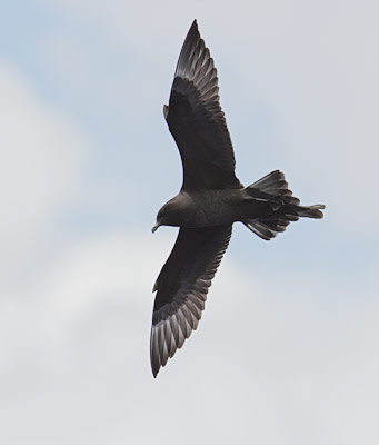 Pomarine Jaeger (Stercorarius pomarinus) photo