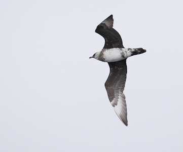 Pomarine Jaeger (Stercorarius pomarinus) photo