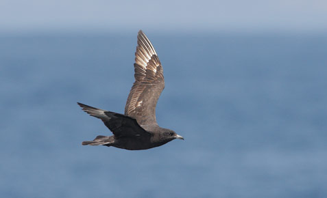 Pomarine Jaeger (Stercorarius pomarinus) photo